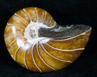 Beautiful Nautilus Fossil - Madagascar #12430-2